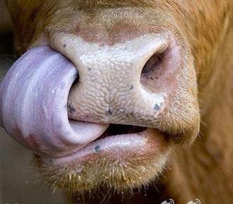 6坨关于鼻屎的误解和冷知识