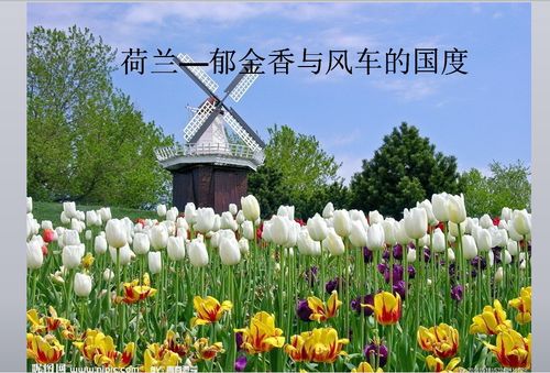 首页 ppt课件 风景旅游ppt模板 > 荷兰简介ppt荷兰简介ppt免费下载是