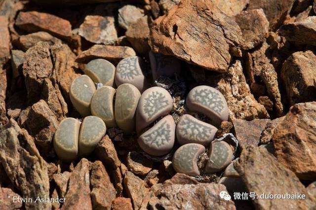 13岁肉友带你走近南非野生多肉,探寻生命的美感!(二)