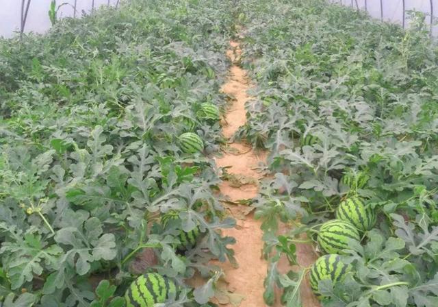 种植西瓜,掌握西瓜间作套种技术,提高土地利用率和经济