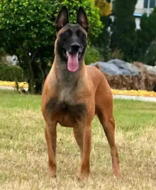 万源专业比利时马犬养殖场