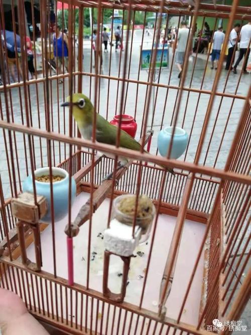 暗绿绣眼鸟选公母杂谈