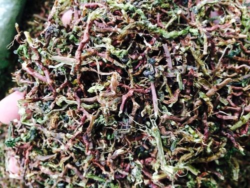 安溪铁观音茶梗酸香新鲜茶梗枕头干燥剂原料山密草大排档
