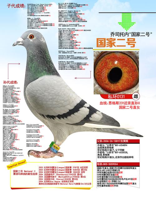 国家二号_山西友林鸽业_ ag188.com爱鸽商城_中国信鸽信息网