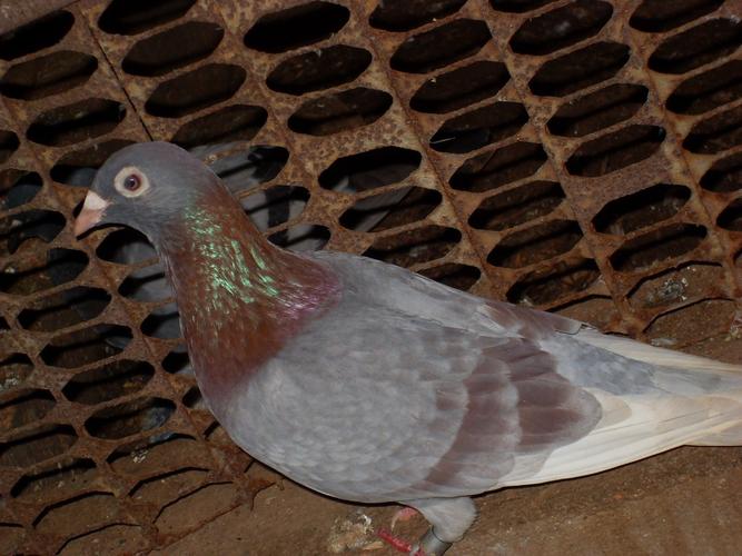 石板红_相册_aigezhe - 赛鸽资讯网