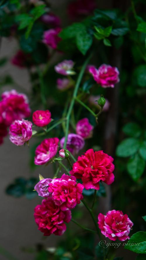五月,蔷薇花开