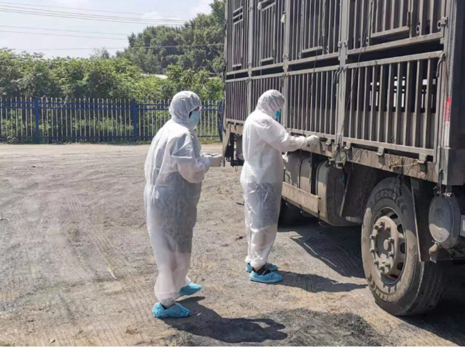 经实验室非洲猪瘟pcr核酸检测全部为阴性.