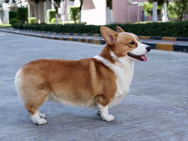 柯基犬基本资料中文名:别名:体型:毛长:英文名:智商:原产地:体重:寿命