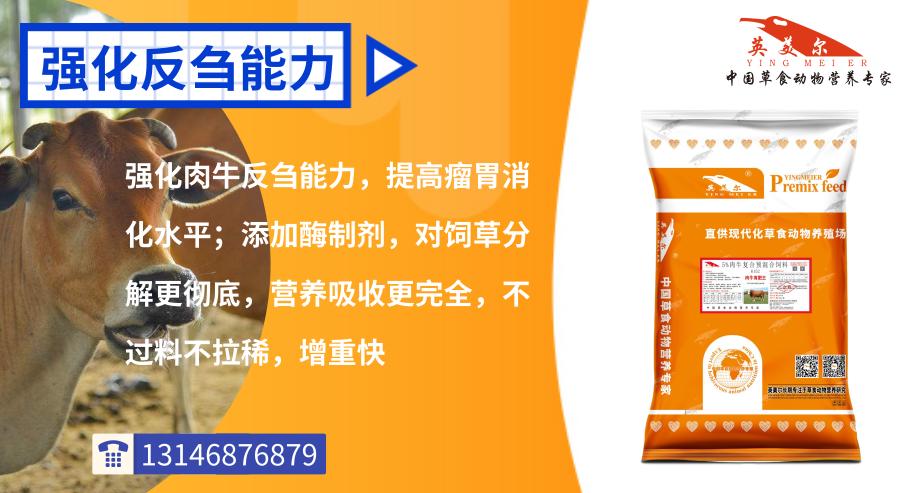 成功养牛必看 牛饲料配方 育肥牛饲料配方计算 肉牛育肥饲料配方