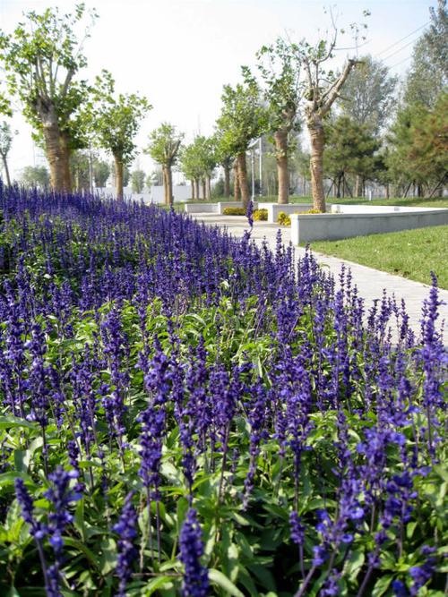 鼠尾草图片和介绍