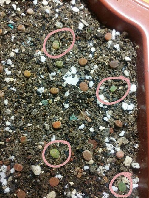 生石花                  我的屁屁水化了