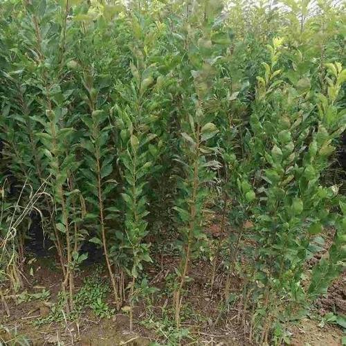 西梅苗 西梅李子苗 包品种包成活包结果 可视频看货