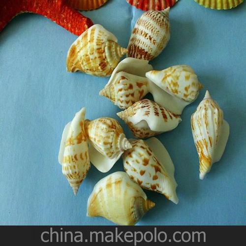天然多环小凤凰螺 海螺贝壳 鱼缸造景装饰 贝壳工艺品 批发白口螺