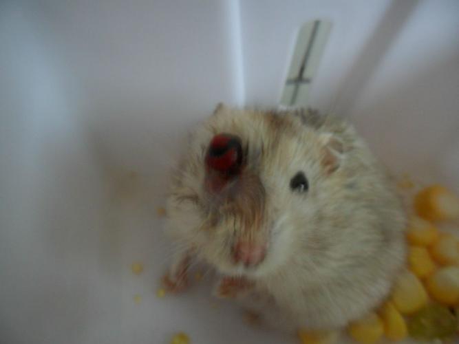 求助,我家的仓鼠养了三年了,今天突然发现她的一只眼睛严重突出,还