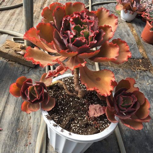 舞会红裙蓝色妖姬女王花笠一物一拍法国皇后包菜群生老桩多肉植物