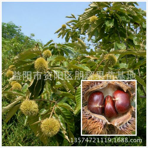 果苗树 嫁接板栗树苗 栗子树苗 大红袍板栗苗 果大肉性糯色红