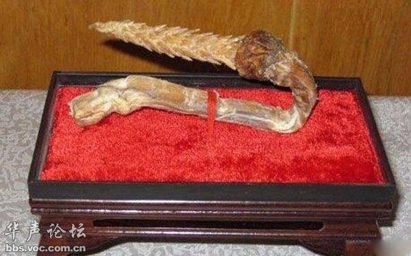 这就是真正的虎鞭