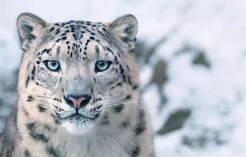 伊比利亚猞猁iberian lynx