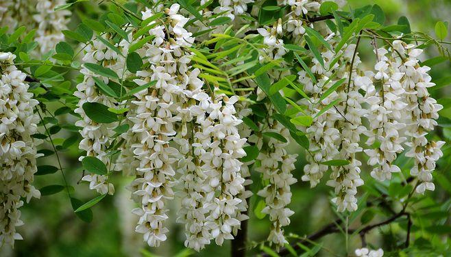 花卉- 槐花特写第4辑(白色) (6)