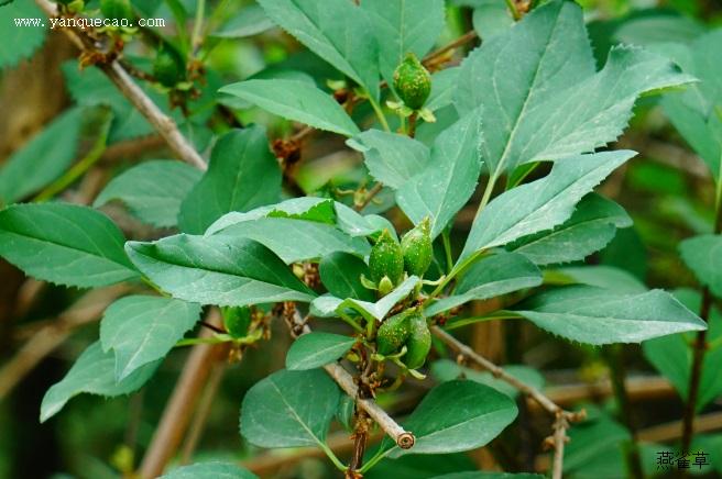 连翘_植物百科_燕雀草
