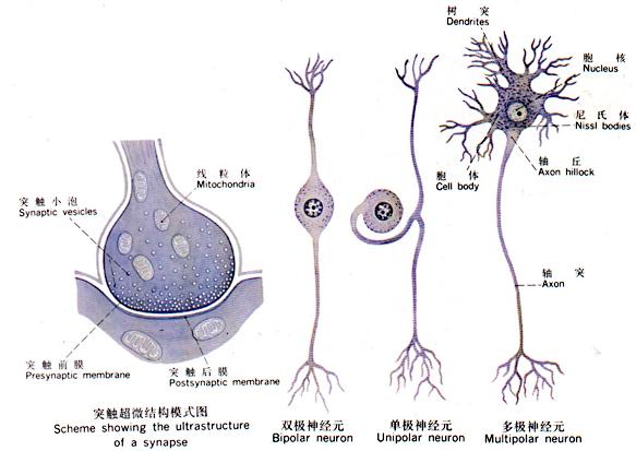 副交感神经 三,神经神经元的分类  (一)神经元的构造  胞体 树突 轴突
