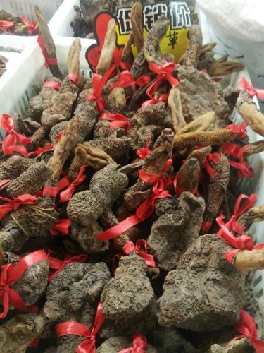 批发精选西藏野生顶天柱 回春草男士泡酒料量大从优云天中药行包