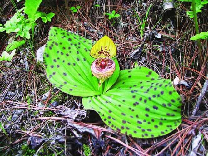 斑叶杓兰cypripedium margaritaceum franch.