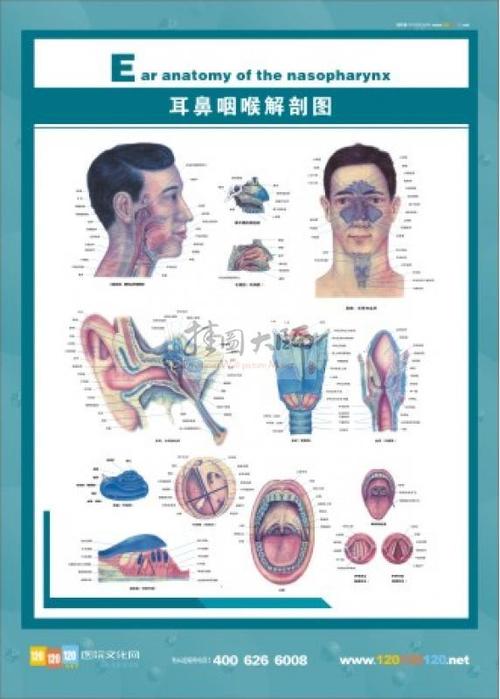 耳鼻咽喉解剖图三