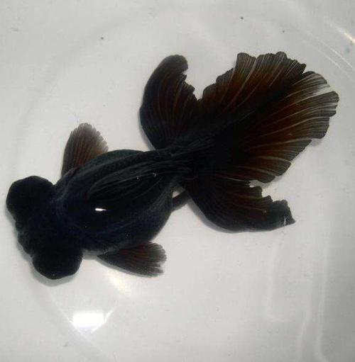 墨龙睛鱼图片观赏鱼图片