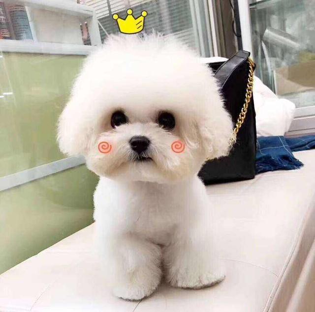这7个坏习惯,容易缩短比熊犬的寿命,主人知道吗?