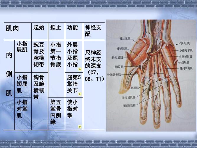 手的神经肌肉解剖ppt