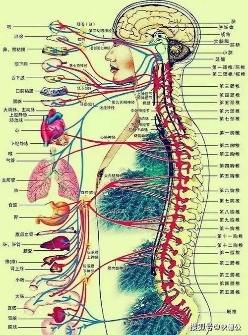 人体内部分布着最庞大的神经组织,像一张巨大的网,支配着人体各项脏器