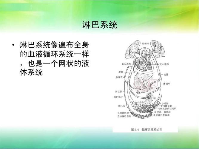 淋巴系统   淋巴系统像遍布全身 的血液循环系统一样 ,也是一个网状的