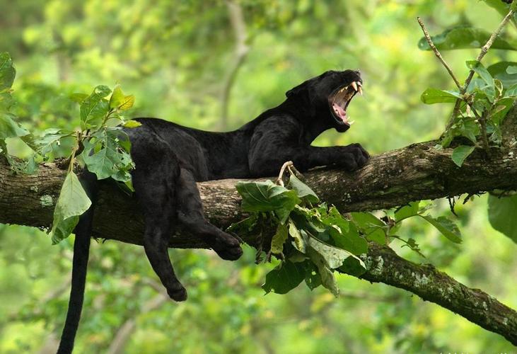 原创豹子为什么要黑化非洲黑豹照片的出现使争论升级