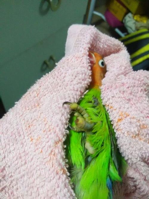 我的牡丹鹦鹉脚趾头先是好像长黄色的东西,也好像是肿