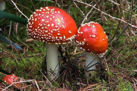 南方日报 - 预警:误食毒蘑菇进入高发期