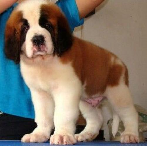 圣伯纳幼崽 圣伯纳犬 圣伯纳狗幼犬 纯种 圣伯纳犬幼犬
