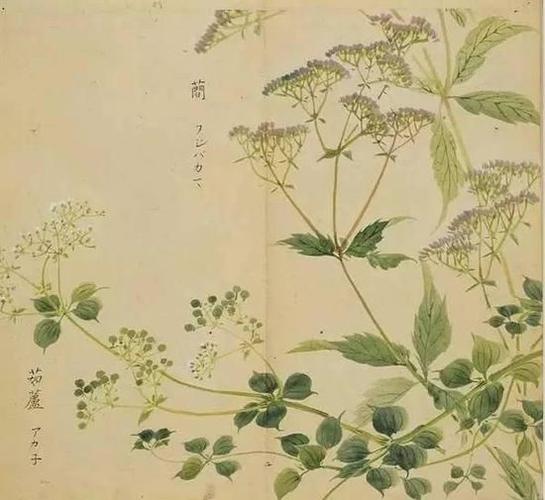 手画《诗经》里的植物 美兮