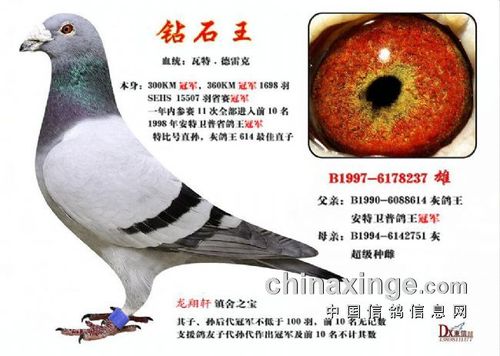 龙翔轩    "钻石王",环号为b1997-6178237,一羽不可多得的好鸽!