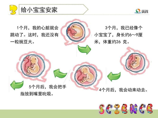双语幼儿园中一班家长进课堂,助教展风采活动——《我从哪里来》