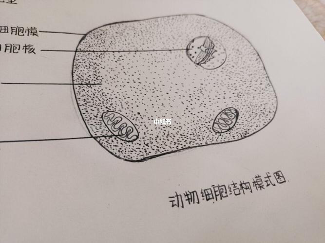 七上动植物细胞结构模式简图_绘画_文化_绘画
