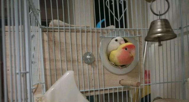 饲养者能否直接购买牡丹鹦鹉蛋来孵化幼鸟?