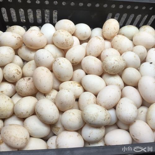 连城白鸭蛋