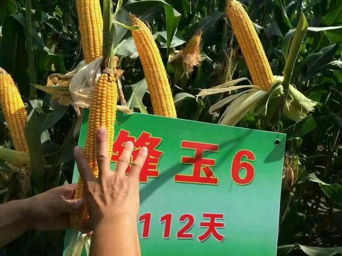 其它 锋玉6号玉米种农民都叫好~ 哎妈呀,这啥品种啊?