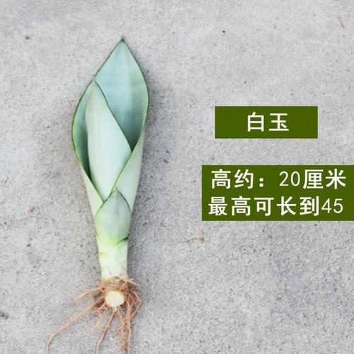品种金边虎皮白玉盆栽虎尾植物新房室内甲醛绿植