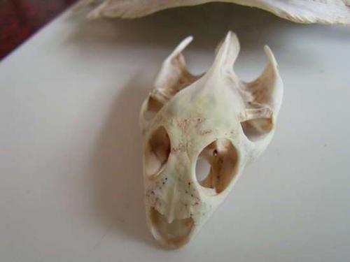 扔了,尖叫着跑了好远好远,我这个人轻微晕血,虽然头骨已经被清洗干净