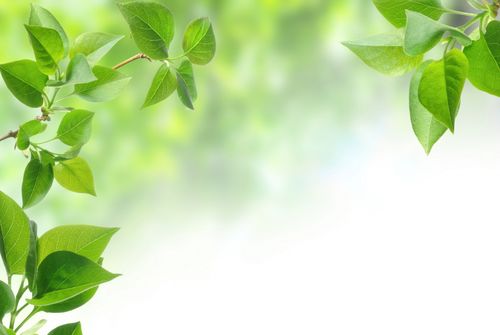 春天树枝树叶绿色叶子高清5k背景图片