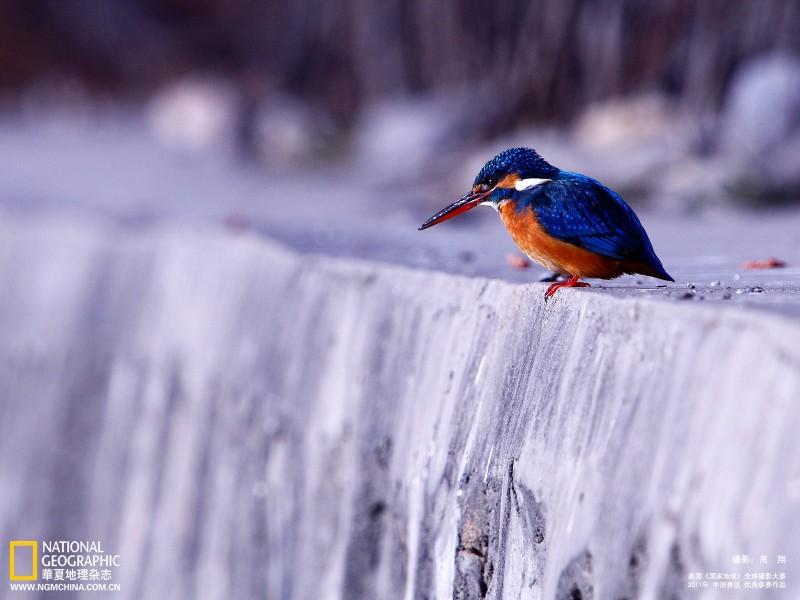 国家地理杂志2011全球摄影大赛中国赛区作品桌面壁纸第13张