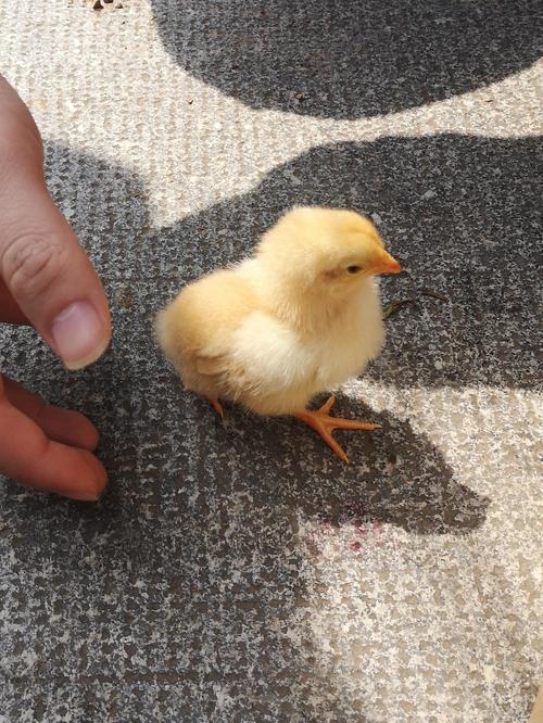 更新小鸭子公司窗外不知道谁养了一窝小鸡