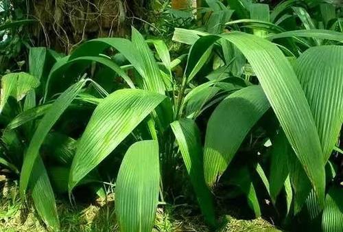 这种农村常见的野草,可以补肾壮阳,强壮筋骨,你认识吗?